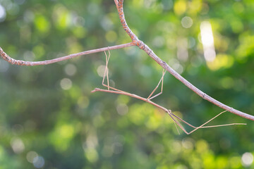 Walking stick insect or Phasmids (Phasmatodea or Phasmatoptera) also known as stick insects,...