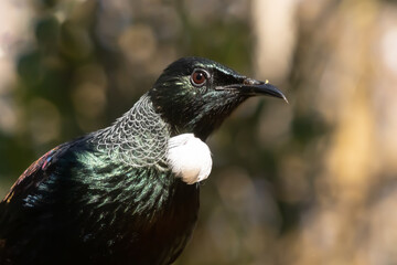 New Zealand native songbird Tui 