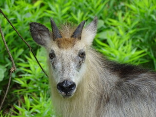 二ホンカモシカ