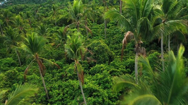 Drone overhead tropical island and jungle landscapes. 