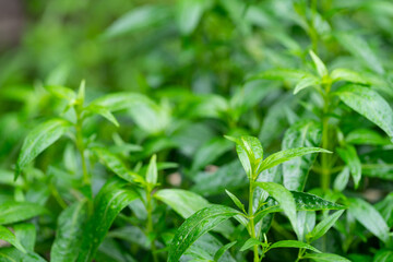 Herb plant anti virus,Andrographis paniculata plant