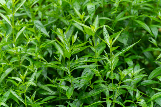 Herb plant anti virus,Andrographis paniculata plant