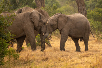 Clsoe up of African Bush Elephants walking on the road in wildlife reserve. Maasai Mara, Kenya, Africa. (Loxodonta africana)