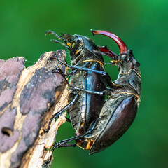 Hirschkäfer (Lucanus cervus) Paarung