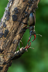 Hirschkäfer (Lucanus cervus) Männchen, Drohgebärden