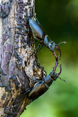Hirschk&auml;fer (Lucanus cervus) M&auml;nnchen, Drohgeb&auml;rden