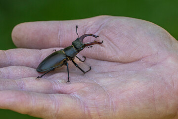 Hirschkäfer (Lucanus cervus) auf der Hand