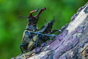 Hirschkäfer (Lucanus cervus) Paarung