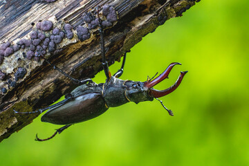 Hirschkäfer (Lucanus cervus) Männchen