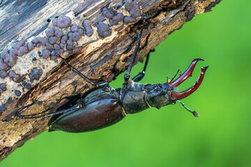 Hirschkäfer (Lucanus cervus) Männchen