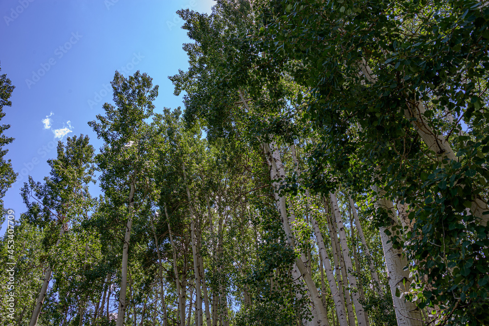 Sticker trees and sky