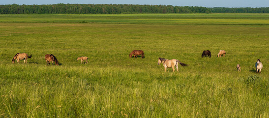 A herd of horses grazes in a rural pasture.