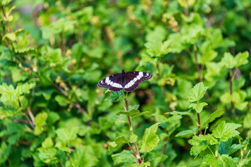 butterfly on a flower