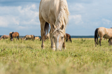 Fototapeta na wymiar A herd of horses grazes in a rural pasture.