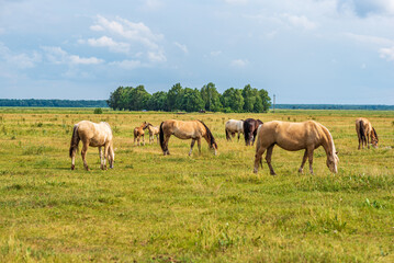 Obraz na płótnie Canvas A herd of horses grazes in a rural pasture.