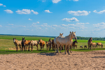 A herd of horses grazes in a rural pasture.