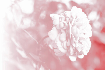 Sweet color rose in soft color and blur style for background