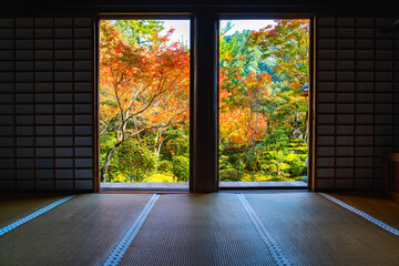Autumn leaves seen from the sliding doors