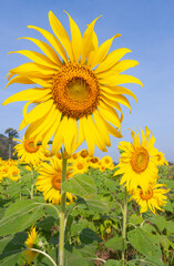 Close up yellow flower under blue sky in summer season