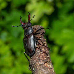 Hirschkäfer (Lucanus cervus) Männchen