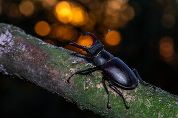 Hirschkäfer (Lucanus cervus) Männchen