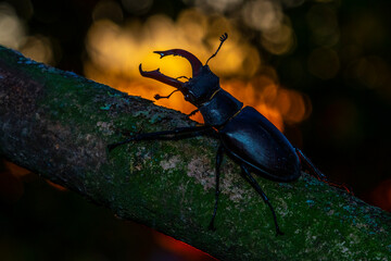 Hirschkäfer (Lucanus cervus) Männchen