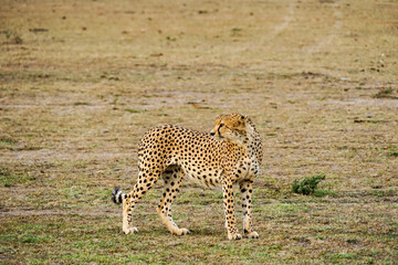 A cool cheetah looking into the distance (Masai Mara National Reserve, Kenya)