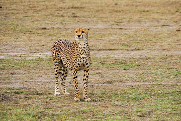 Wild cheetah with one eye injured (Masai Mara National Reserve, Kenya) © Sona