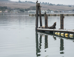 Seals on a pier in Bodega Bay, California. With reflections in the water.
