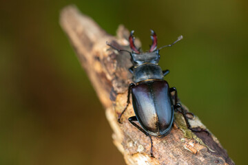 Hirschkäfer (Lucanus cervus) Männchen