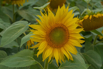 Saint-Pierre-en-Auge, France - 08 04 2021: A field of sunflower flowers under a cloudy sky