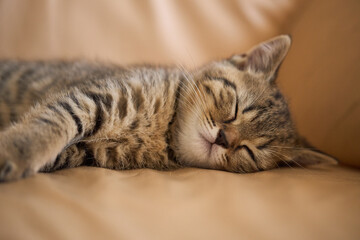 Cute tabby kitten is sleeping on the couch. Favorite pet fell asleep after playing.
