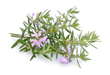 Westringia eremicola, commonly known as slender westringia or slender western rosemary. Isolated on white background