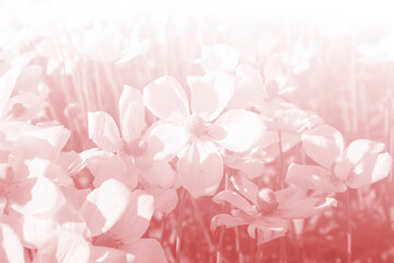 Sweet color flower in soft color and blur style for background