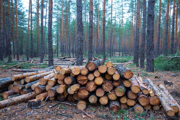heap of pine tree trunk in forest
