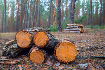 closeup heap of pine tree trunk in forest, deforestration scene