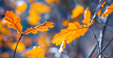 closeup red oak tree branch in forest, natural season background