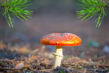 closeup red flyagaric mushroom in forest, natural outdoor background