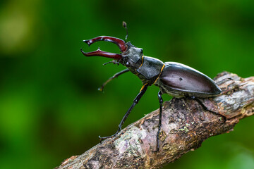 Hirschkäfer (Lucanus cervus) Männchen