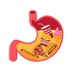 Stomach filled full by fast food cartoon vector illustration