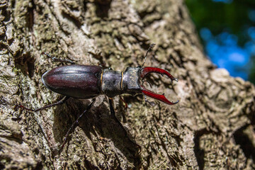 Hirschkäfer (Lucanus cervus) Männchen