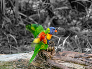 Flapping Lorikeet