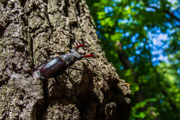 Hirschkäfer (Lucanus cervus) Männchen