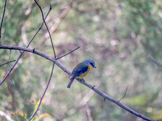 Yellow Robin Head Down