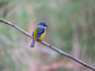 Yellow Robin Head Right