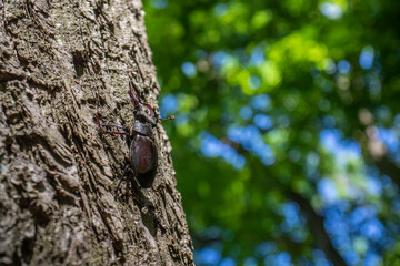 Hirschk&auml;fer (Lucanus cervus) M&auml;nnchen