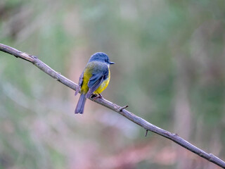 Yellow Robin Head Turned