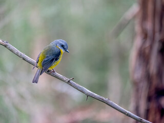 Yellow Robin Pensive
