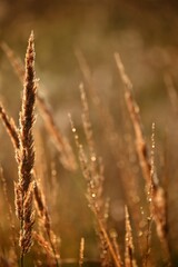 Fototapeta premium grass in the morning