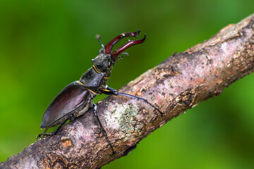 Hirschkäfer (Lucanus cervus) Männchen